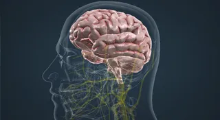 Cerebro humano. Archivo.