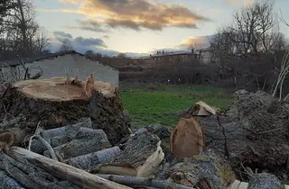 Denuncian las reiteradas cortas de robles en la comarca de La Carballeda