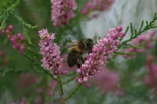 Abeja. Archivo.