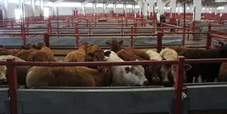 Bovino de carne y porcino animan una Lonja de la que desaparece el ibérico de bellota