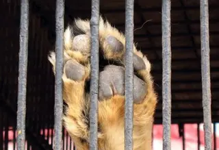 Defensa Animal insiste en la necesidad de no permitir circos con animales en Zamora