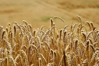 Campo de cereal