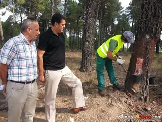La Junta destina 465.000 euros para conservar y proteger los hábitats forestales en Tábara y Aliste