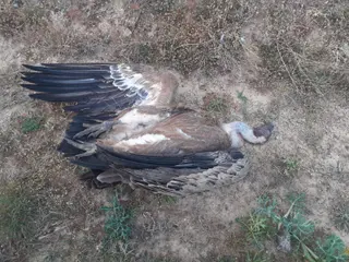 Accidente con Buitres en Zamora (1)