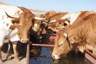 Vacas