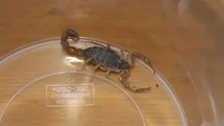 Escorpion