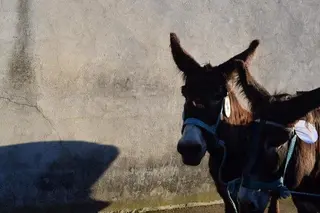 Ruta senderista de burros zamoranos-leoneses entre San Vitero y San Juan del Rebollar