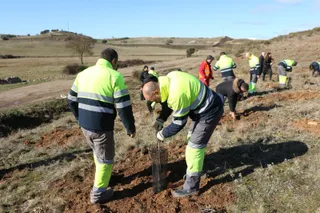 Aquona reforesta (2)