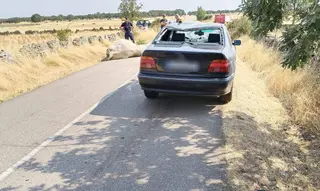 Accidente de un turismo con una vaca en la carretera entre Bermillo de Sayago y Fresnadillo