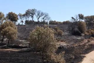 El Desolador Paisaje De Mámoles Tras La Peor Parte Del Incendio De Fermoselle (30)