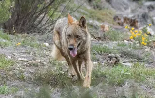 Lobo nacido en Robledo