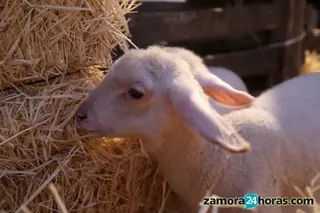Lonja de Zamora
