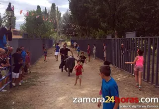 Venialbo, actividades taurinas y mucho más