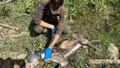 Lobo abatido en Zamora. ASCEL y Ecologistas