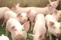 Porcino. Archivo