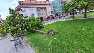 Árbol caído por el temporal en Zamora este jueves