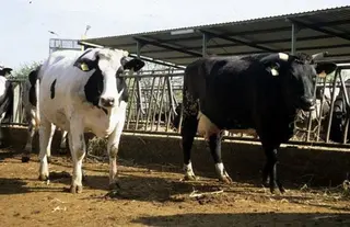 La crisis del sector lácteo, primer tema a tratar con el nuevo responsable regional de Agricultura