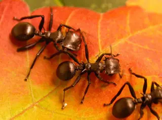 Conoce los olores que repelen a las hormigas y aprovéchate de ellos