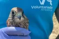 Voluntariado ambiental