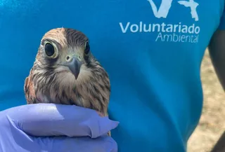 Voluntariado ambiental
