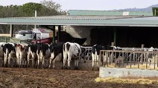 Finca ganadera. Archivo