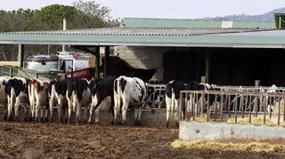 Finca ganadera. Archivo
