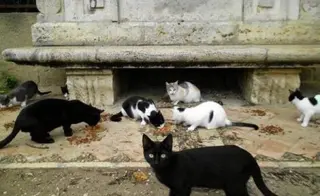 Colonia de gatos. Archivo