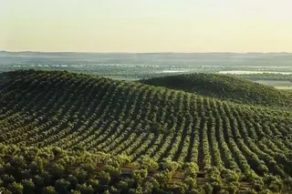 Buen nivel de comercialización de aceite de oliva y aceituna de mesa
