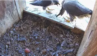 Un nuevo macho de halcón peregrino en Zamora | Emisión Seo Bird Life