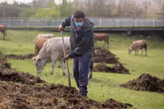 Un ganadero extiende estiércol en la finca donde pastan sus vacas. EP. Archivo.