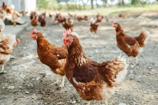 Gallinas camperas o ecológicas JCCM Archivo