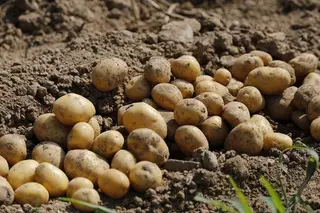 Alfalfa, planta de fresa y patata de siembra incrementan sus exportaciones