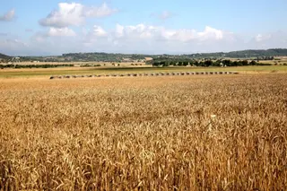 Archivo Campo agricultor