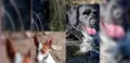 Imagen de los perros robados