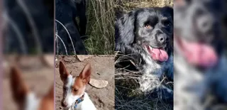 Imagen de los perros robados