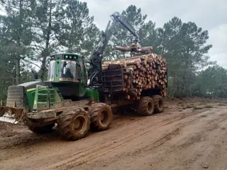 Recogida de madera por agentes medioambientales