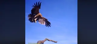 Aguila imperial zamora