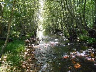 Río Negro. Archivo
