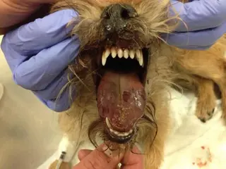Un perro afectado con importantes inflamaciones en la lengua debido a la oruga del pino. EP