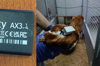 Gallina monitorizada para el estudio | EP
