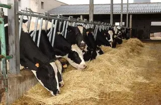 Vacas