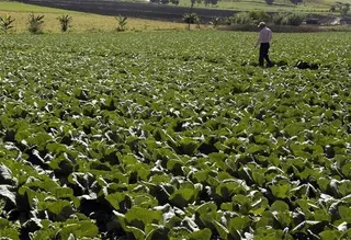 Imagen de un agricultor trabajando