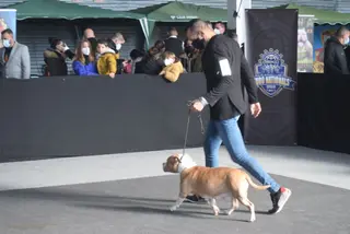 Zamora elige a los mejores American Bully de Europa