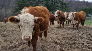Ganado bovino en extensivo