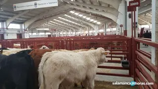Así fue la Lonja de Salamanca el 19 de abril: Cae el precio de los cereales, entre uno y dos euros