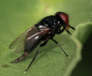 Presencia de la mosca negra en España Fotografía Plagas Urbanas
