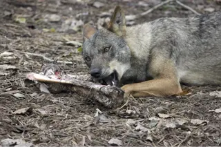 Lobo. Archivo.