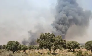 Incendio forestal. Archivo
