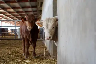 Castilla y León es declarada oficialmente libre de brucelosis bovina