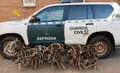 El SEPRONA incautó hasta 100 kilos de cuernos de ciervo y gamo